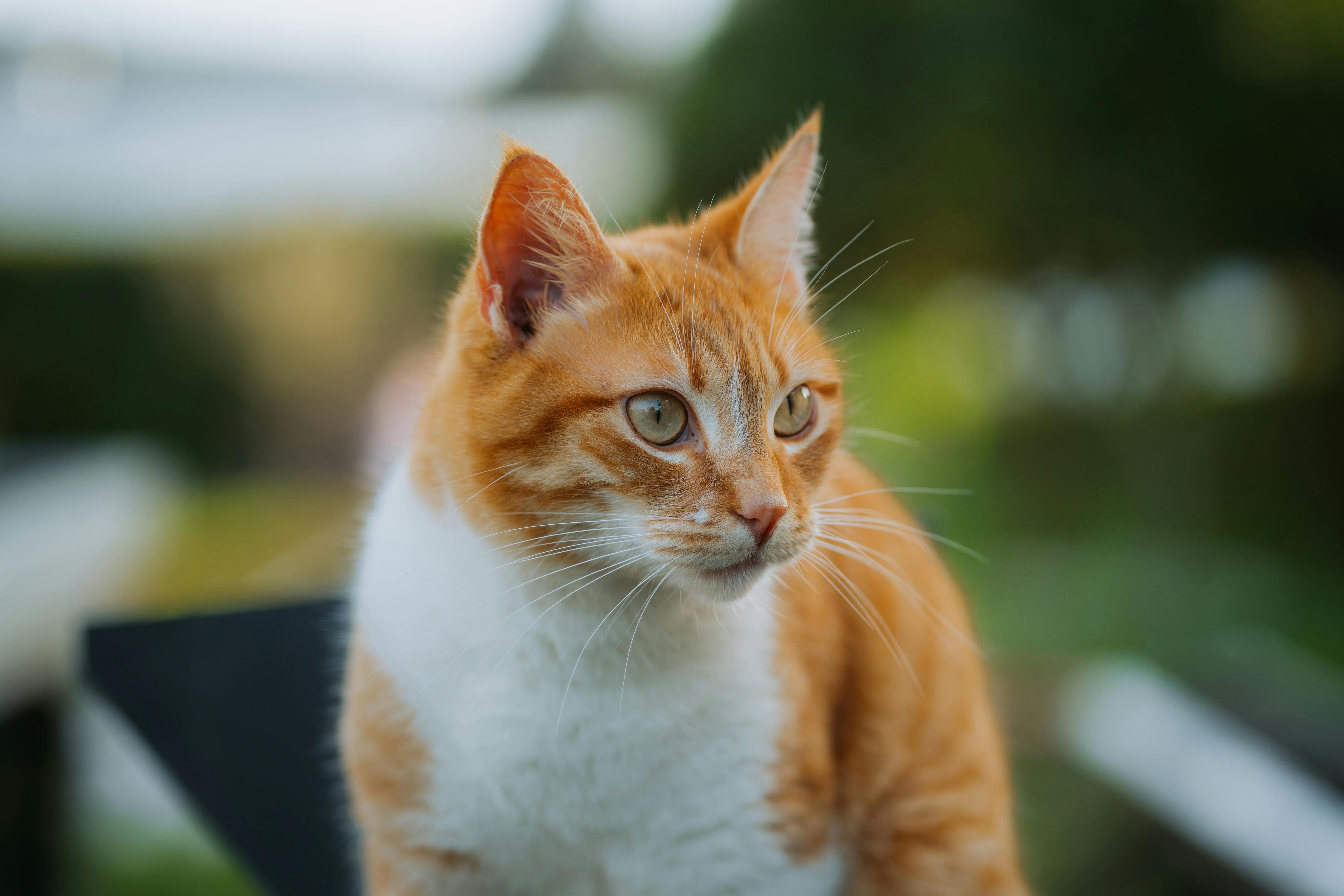 Wallpaper Cat Photos, Download The BEST Free Wallpaper Cat Stock Photos
