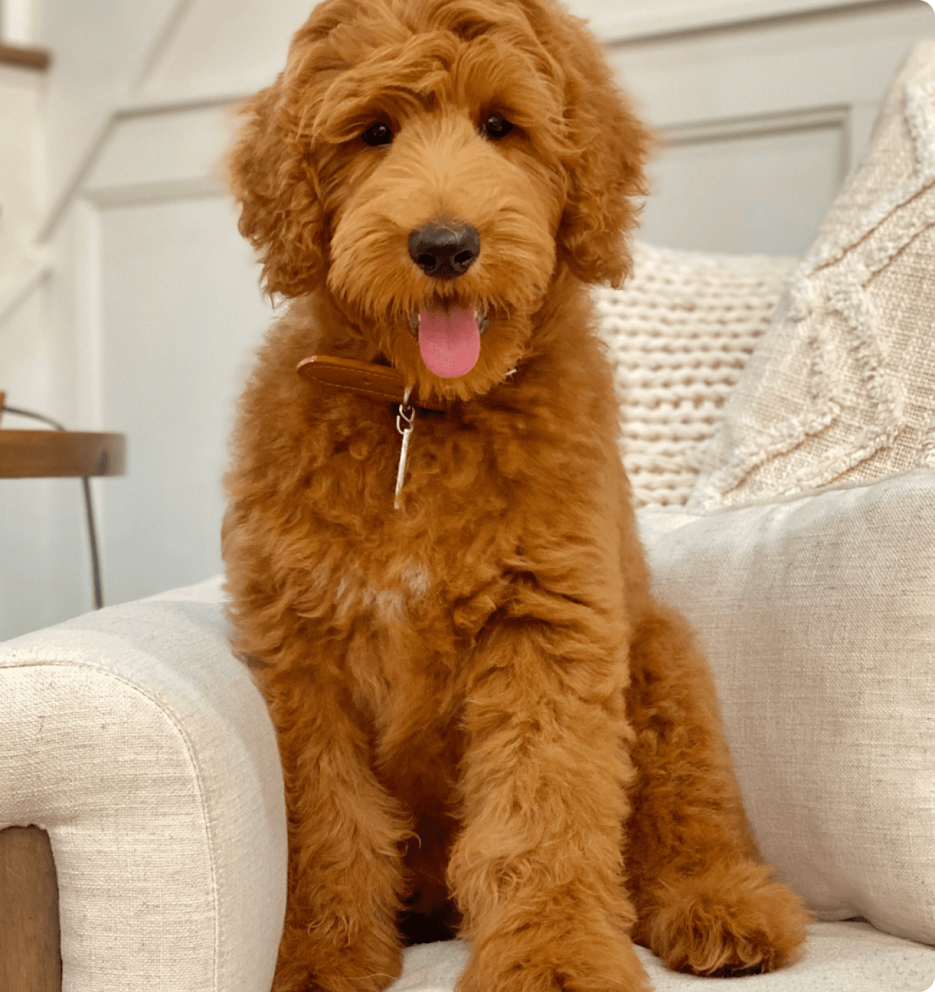 Sizes Colors & Coats - Teddy Bear Golden Doodles
