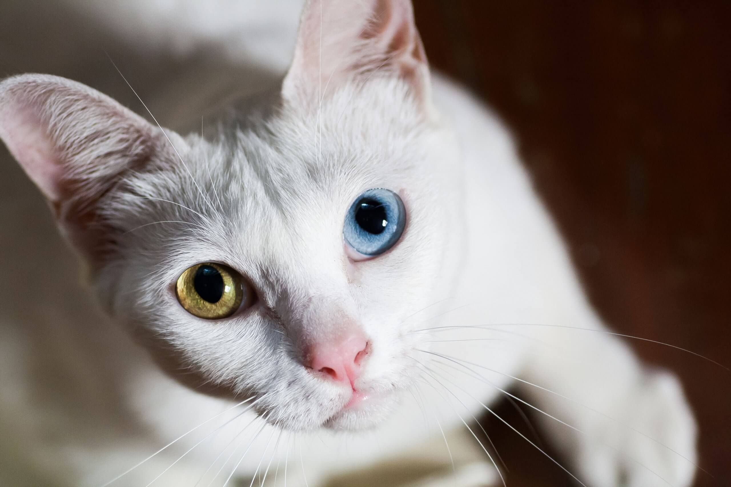 Entenda a heterocromia em gatos - Blog Dr Pet