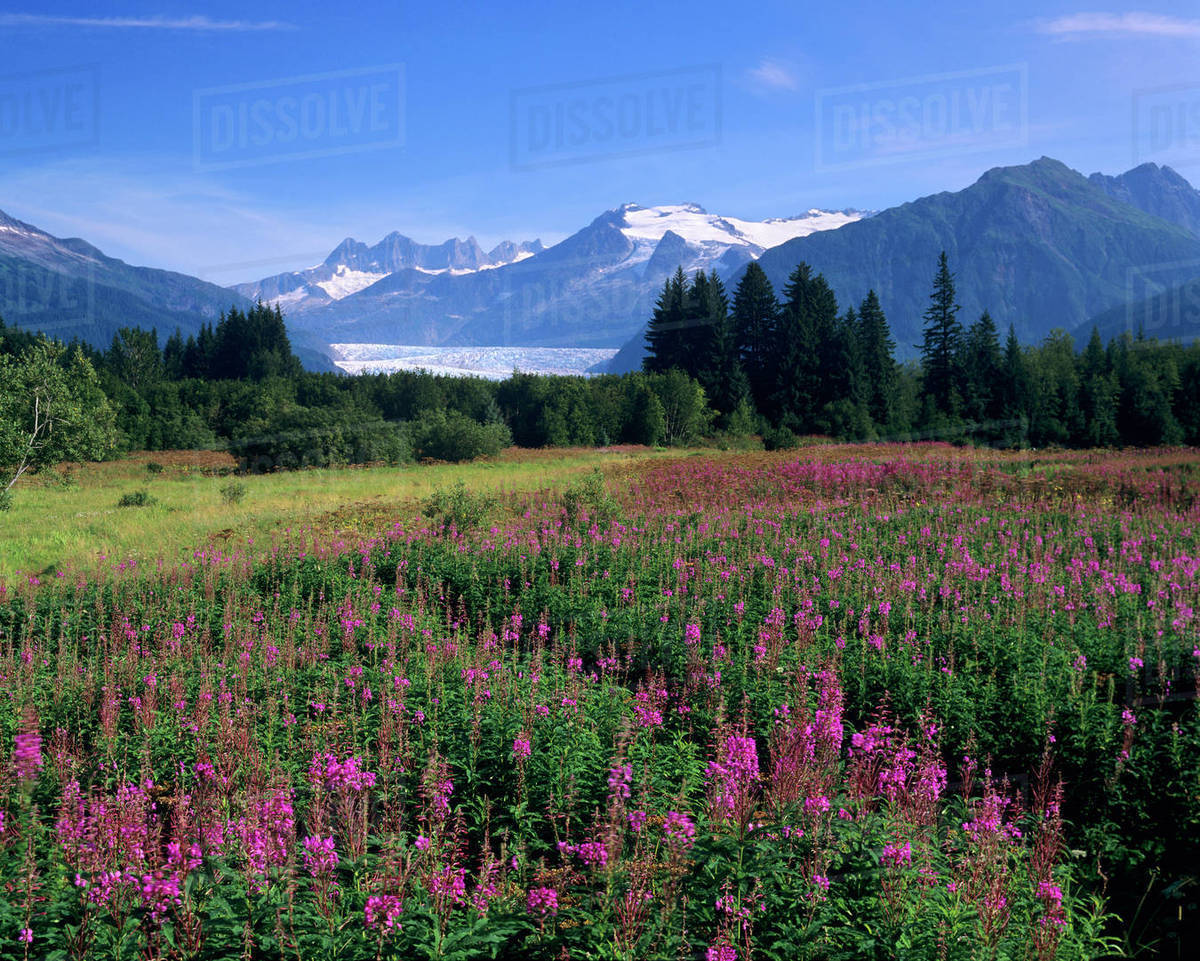 Fireweed in Meadow, Mendenhall Glacier, Tongass National Forest, near
